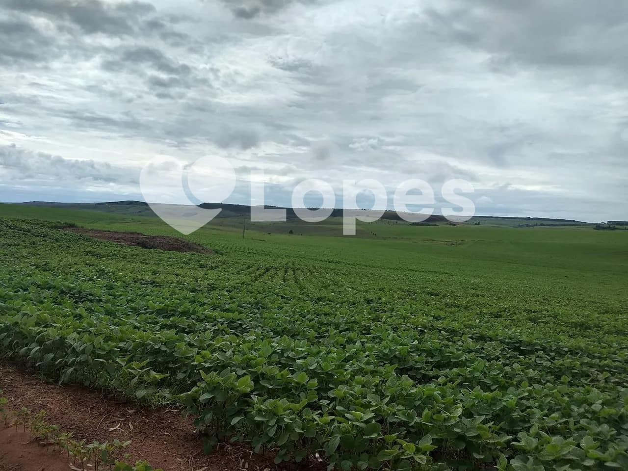 Fazenda 483 ha no Triângulo Mineiro | Dupla Aptidão | Sacramento-MG