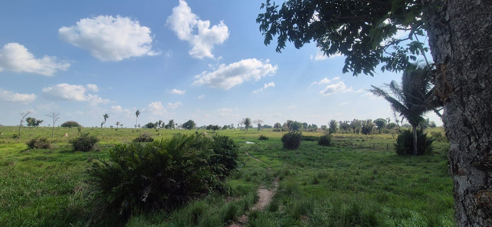 FAZENDA XINGUARA-PARÁ