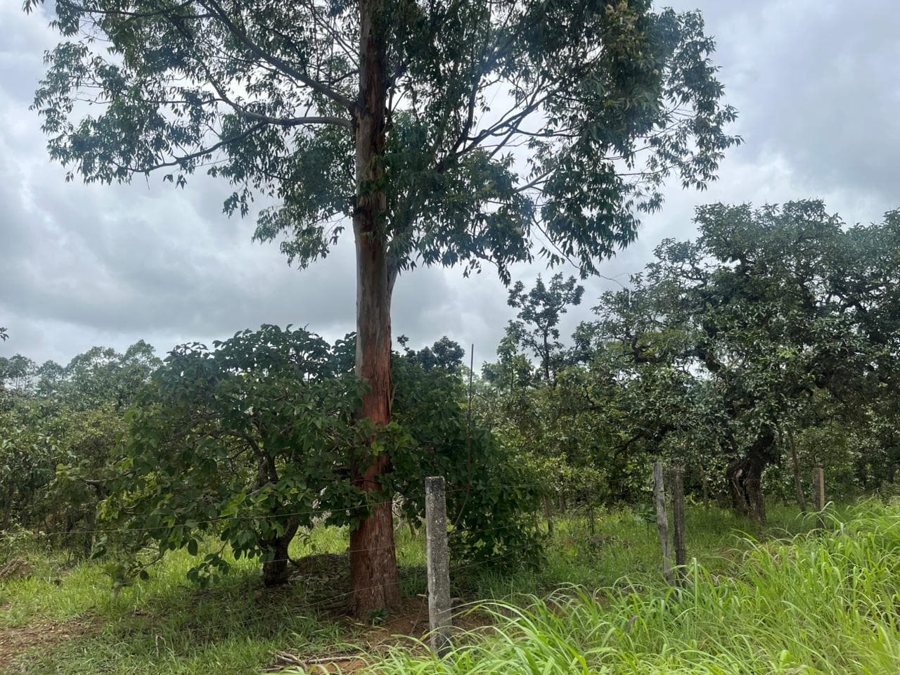 TERRENO EM ALEXÃNIA