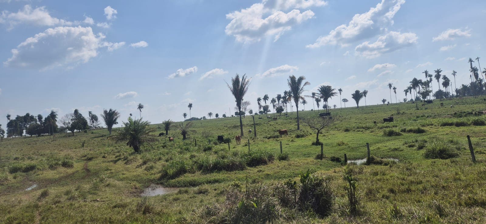 FAZENDA XINGUARA-PARÁ