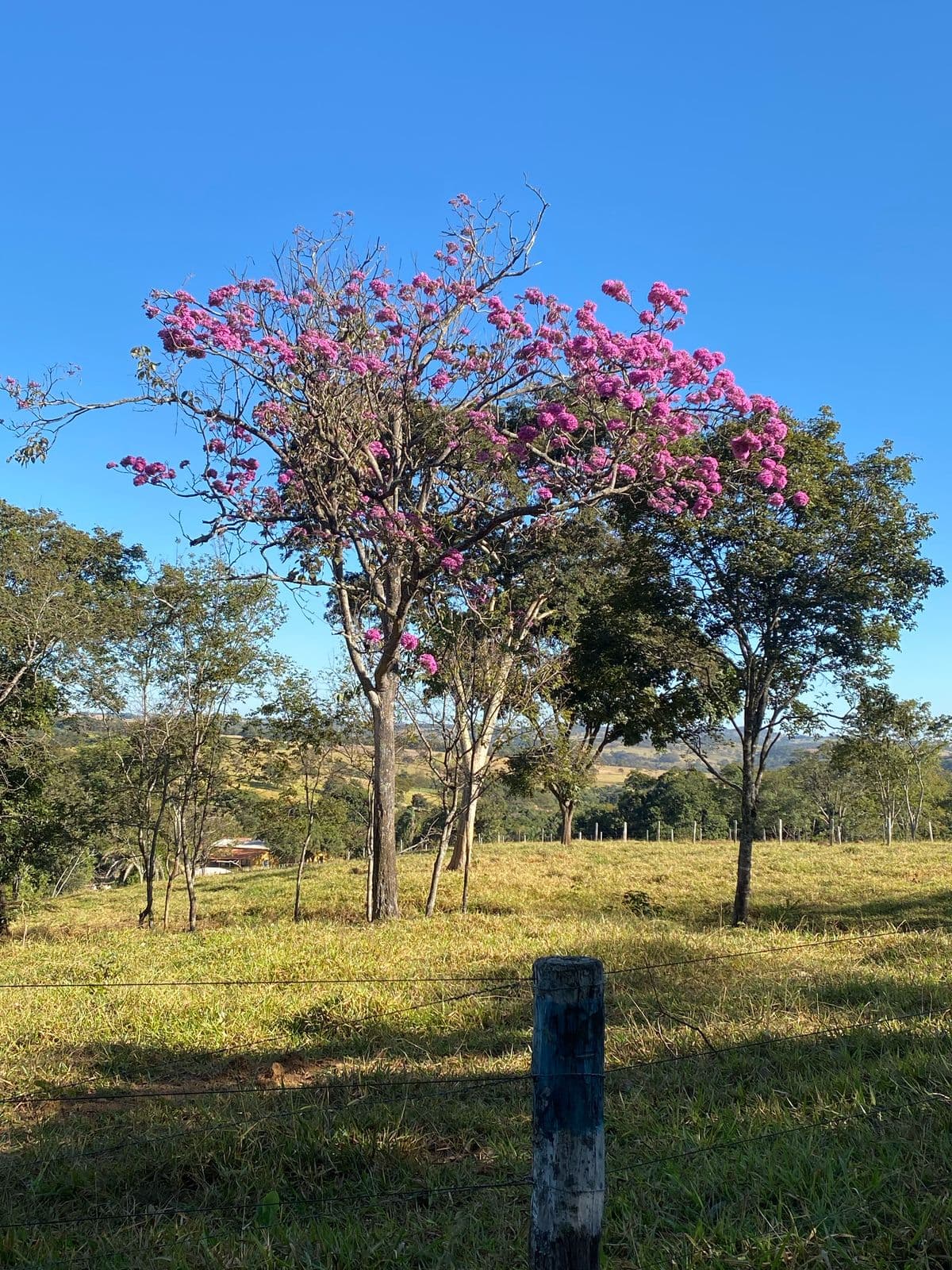 FAZENDA EM BELA VISTA DE GOIÁS