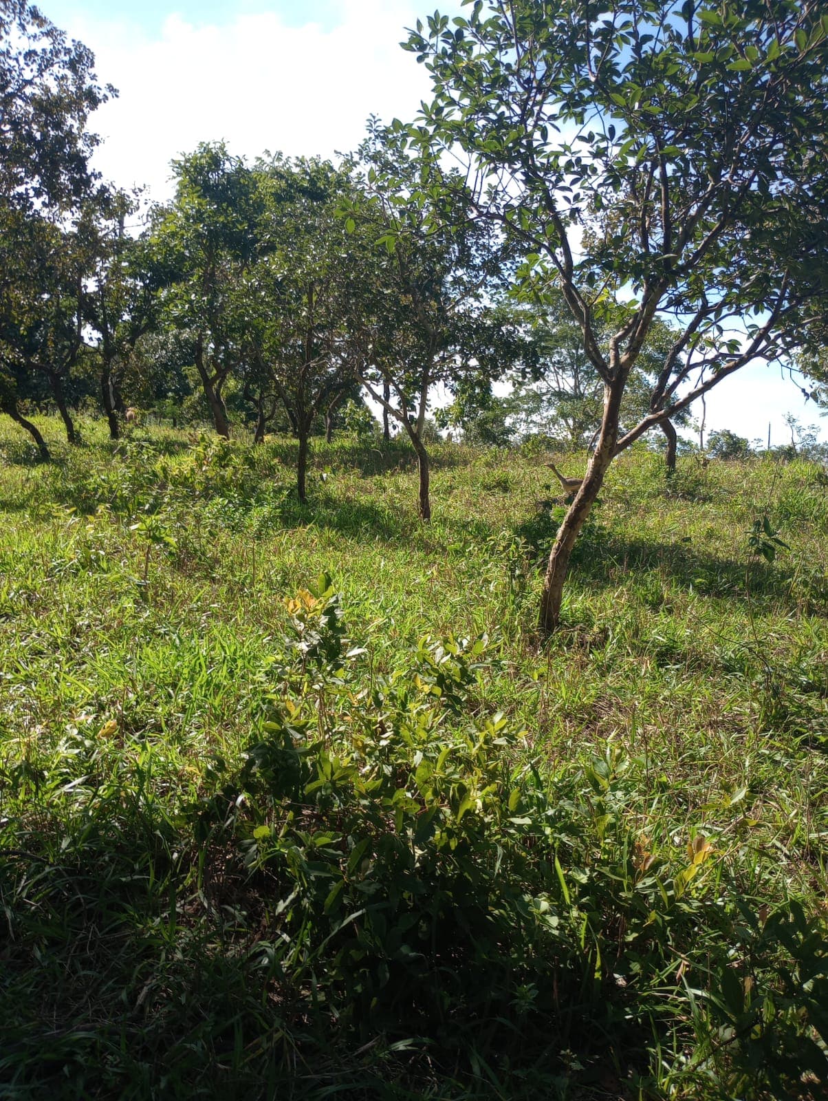 CHACARA- BOMFINOPOLIS