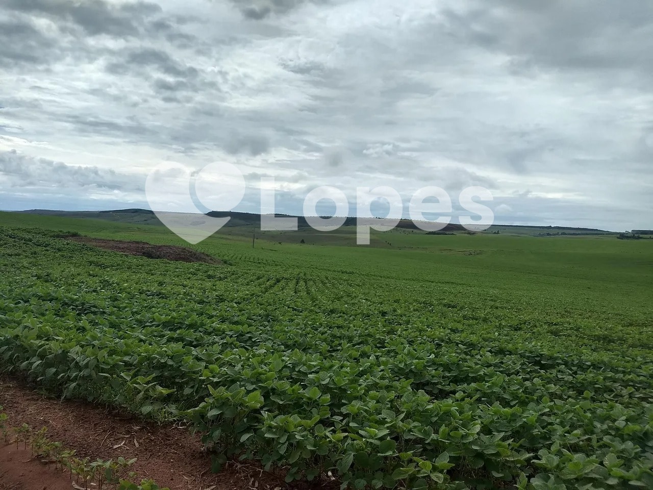 Fazenda 483 ha no Triângulo Mineiro | Dupla Aptidão | Sacramento-MG