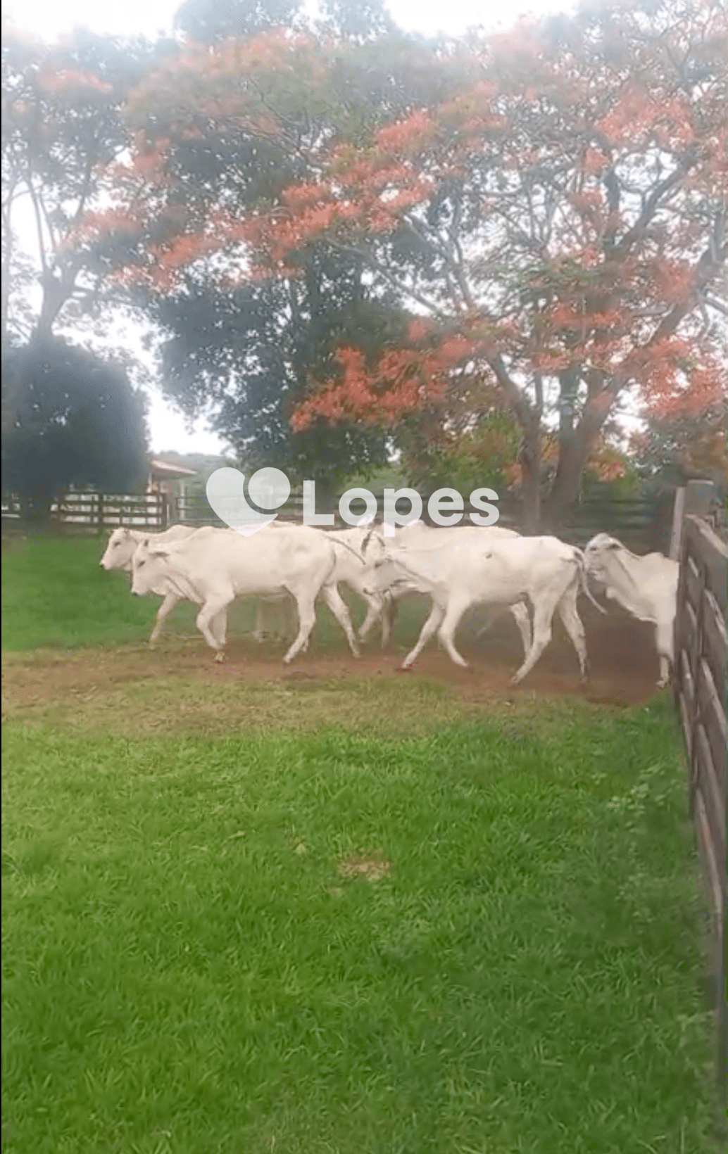 Fazenda Excepcional à Venda em Campina Verde/MG | 100 Alqueires |8 Nascentes |Estrutura Completa