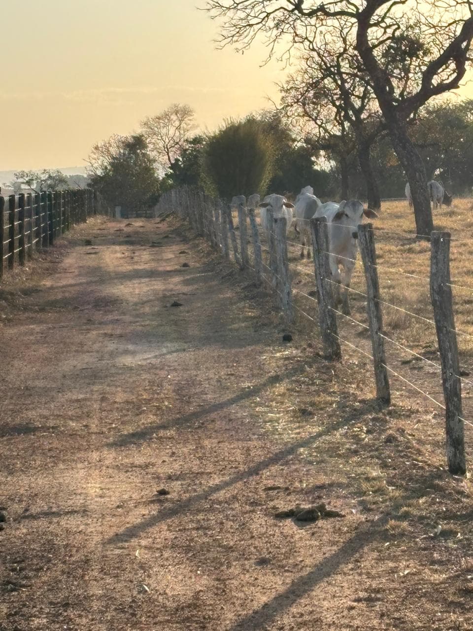 HARAS DE 02 ALQUEIRES EM PALMINÓPOLIS RICA EM ÁGUA!