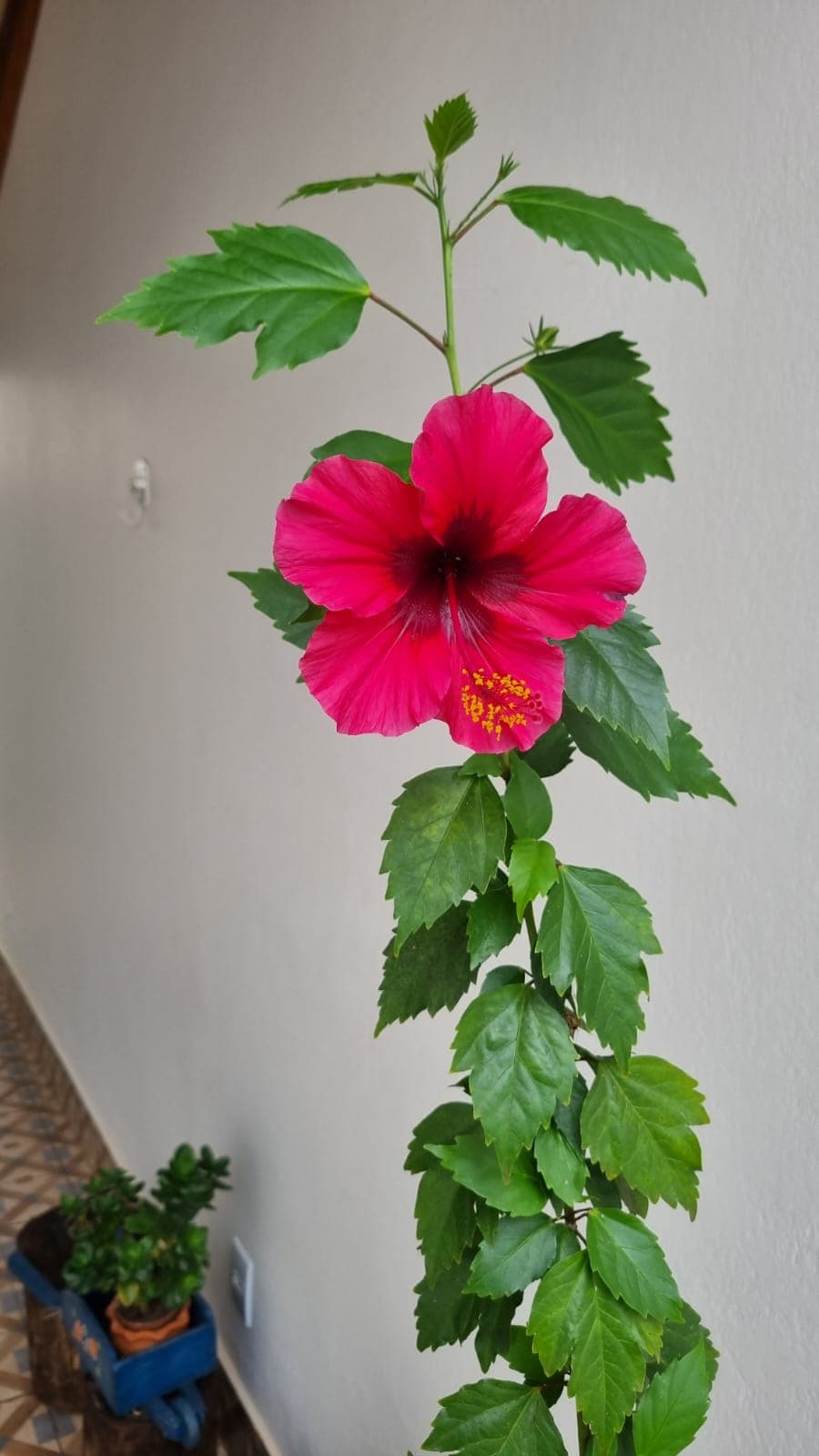 Flat à venda em Pirenópolis