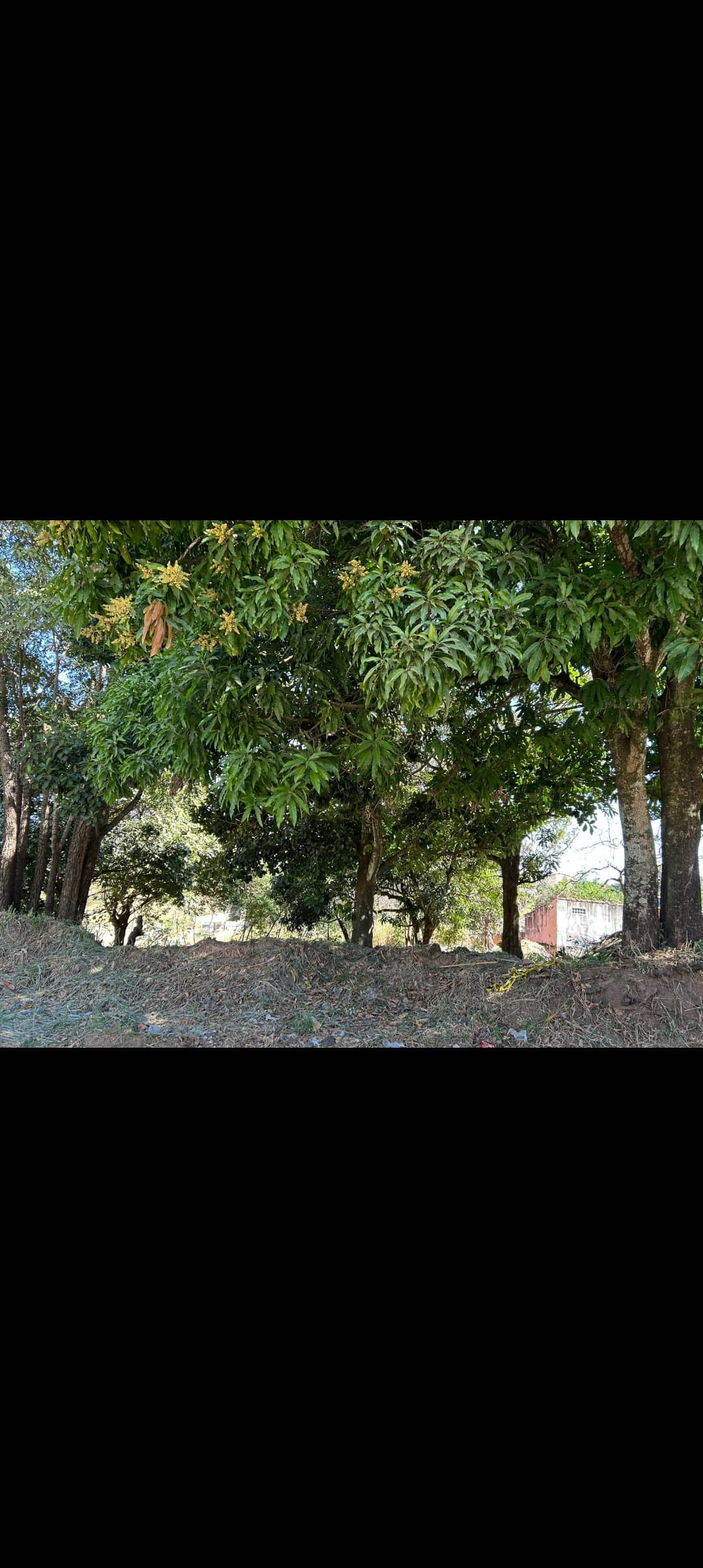 Lote Vila Maria