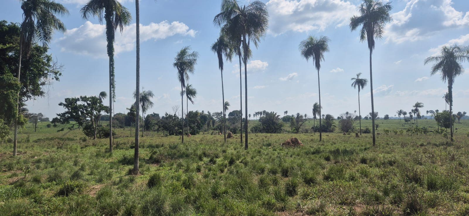 FAZENDA XINGUARA-PARÁ