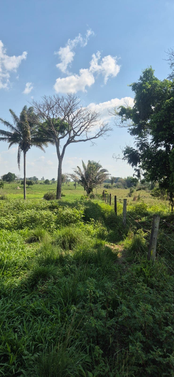 FAZENDA XINGUARA-PARÁ