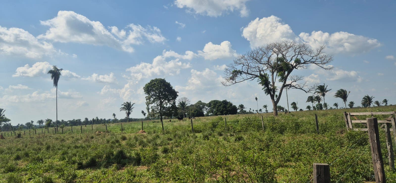 FAZENDA XINGUARA-PARÁ