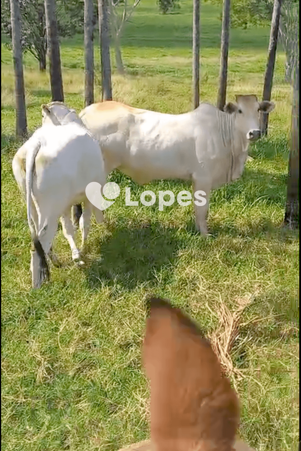 Fazenda Excepcional à Venda em Campina Verde/MG | 100 Alqueires |8 Nascentes |Estrutura Completa