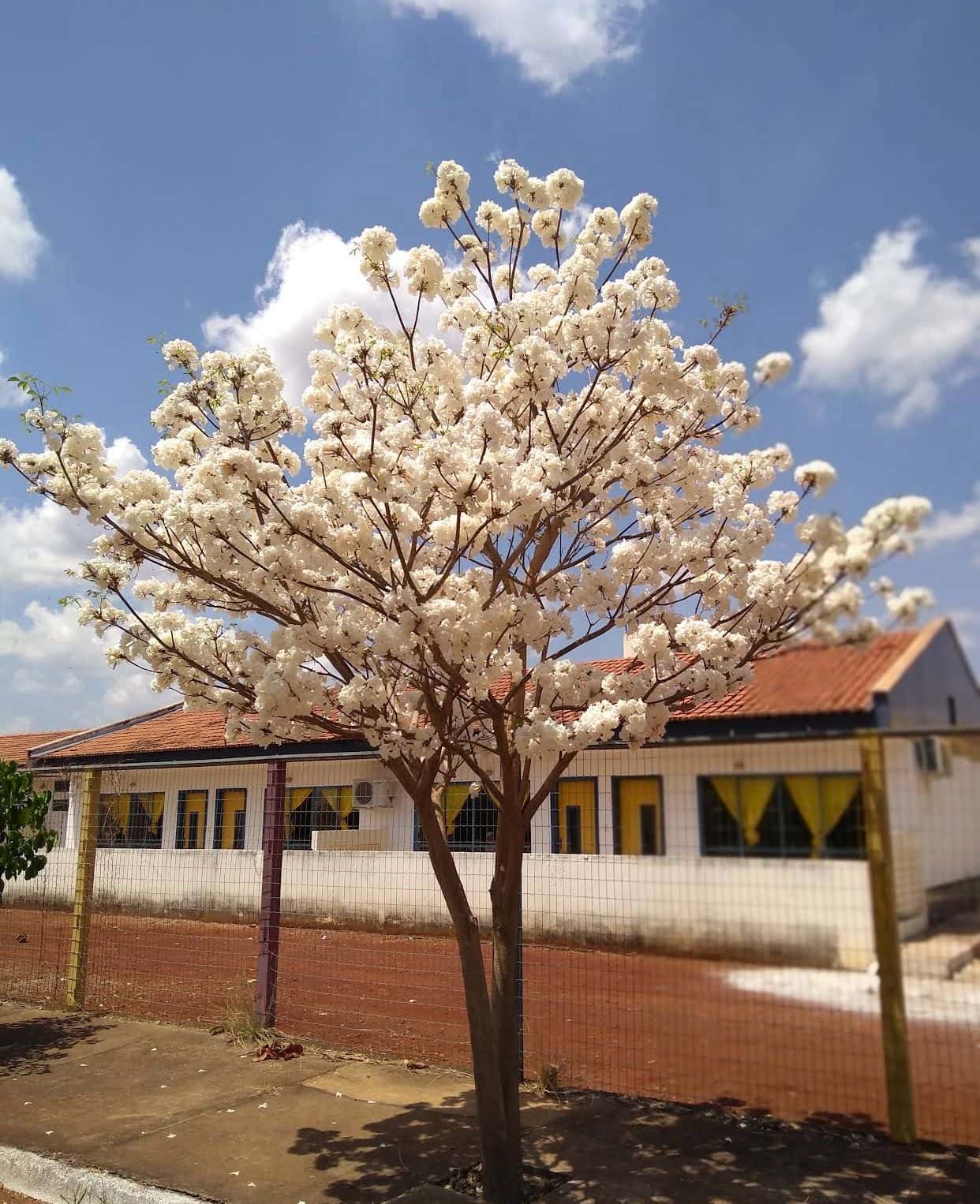Lote em Nova Veneza
