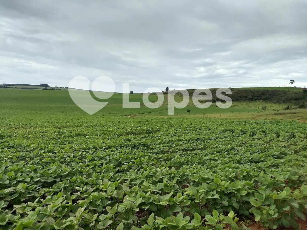 Fazenda 483 ha no Triângulo Mineiro | Dupla Aptidão | Sacramento-MG