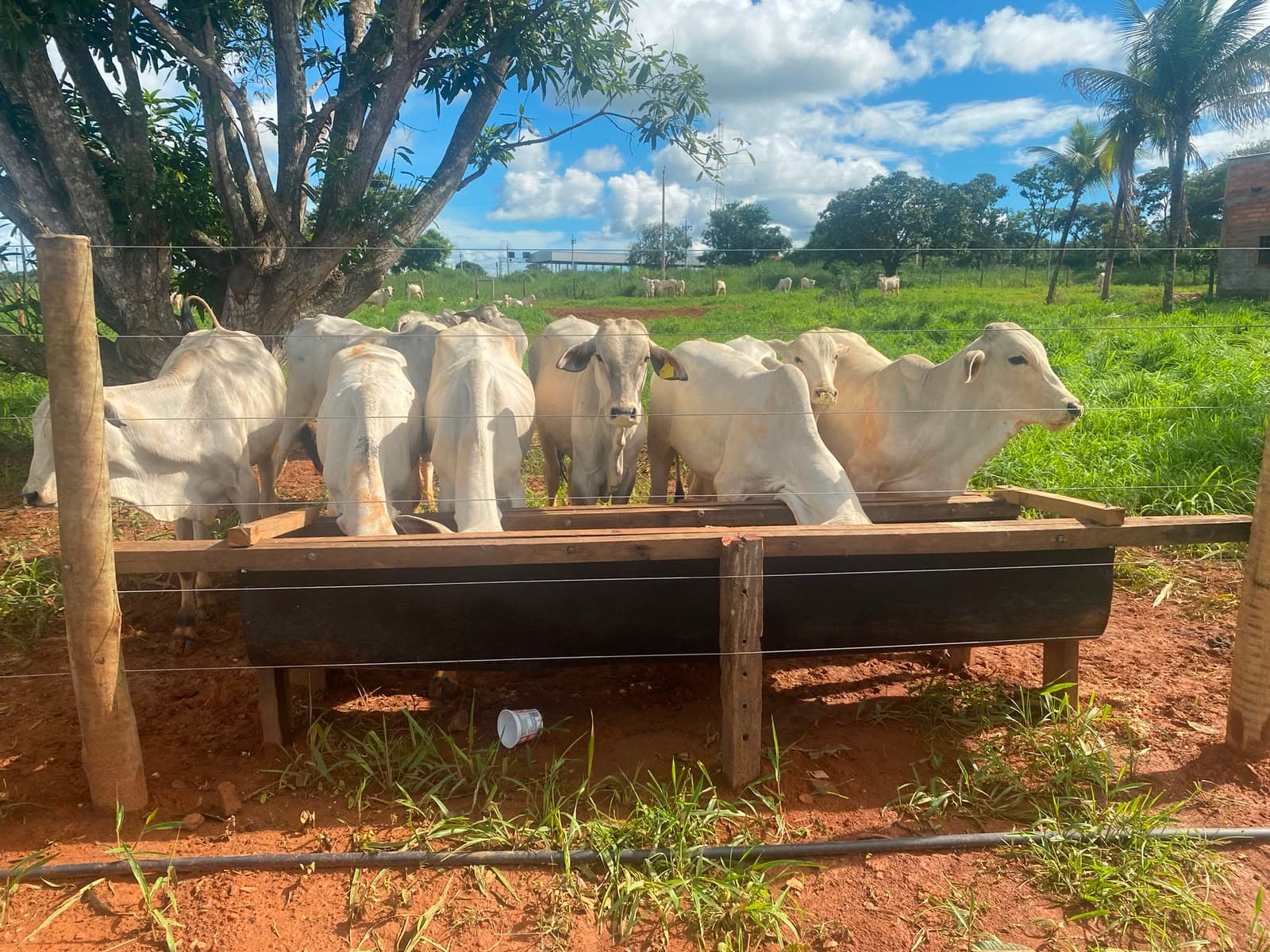 ÁREA/CHACARA ÀS MARGENS DA BR-153 | 55.OOO M² CHÁCARA À VENDA/ÁREA EM PIRACANJUBA – GO