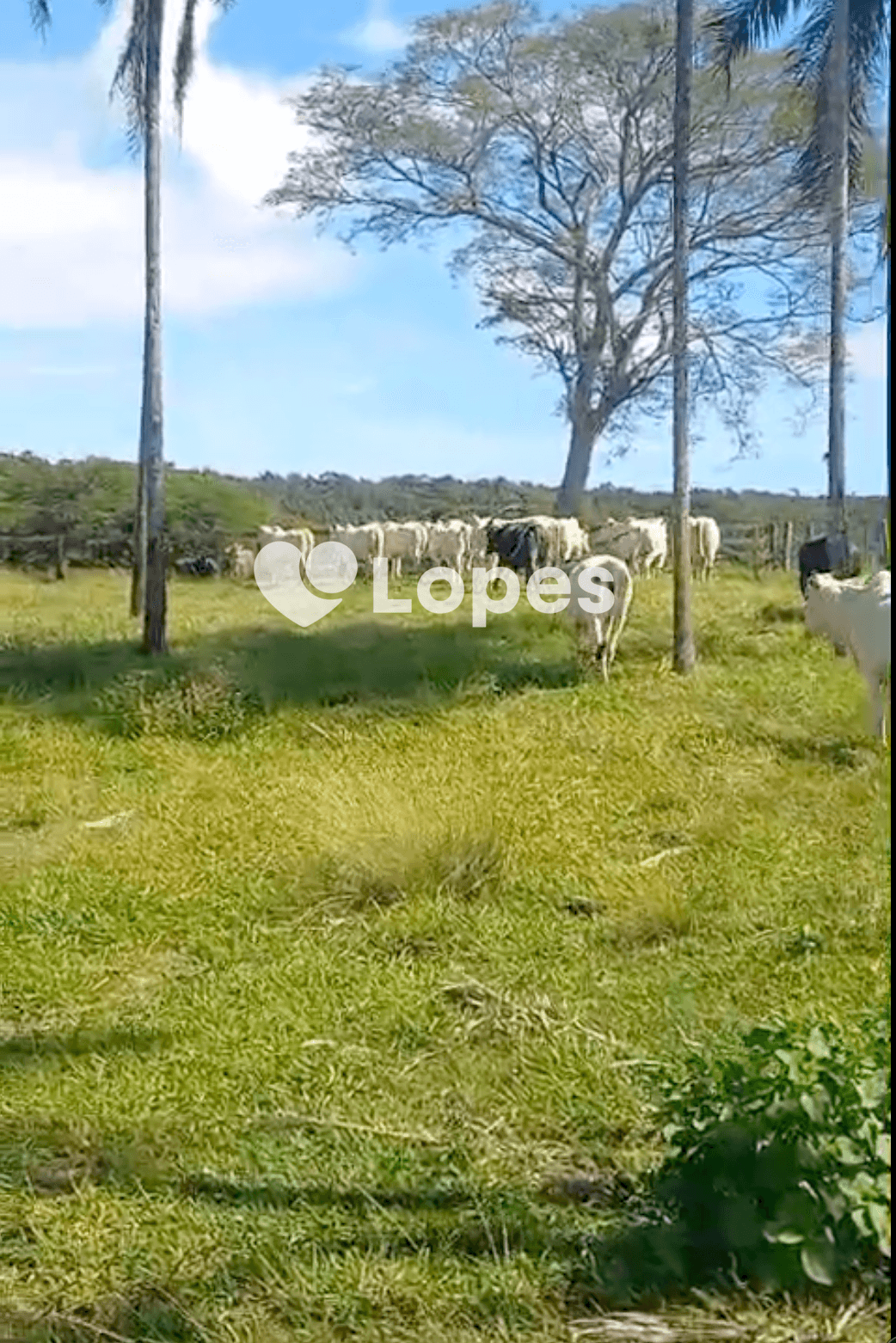 Fazenda Excepcional à Venda em Campina Verde/MG | 100 Alqueires |8 Nascentes |Estrutura Completa