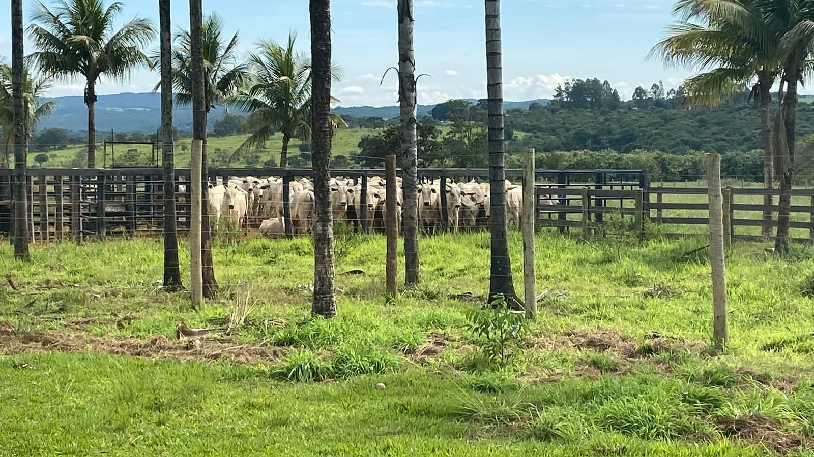 ÁREA/CHACARA ÀS MARGENS DA BR-153 | 55.OOO M² CHÁCARA À VENDA/ÁREA EM PIRACANJUBA – GO
