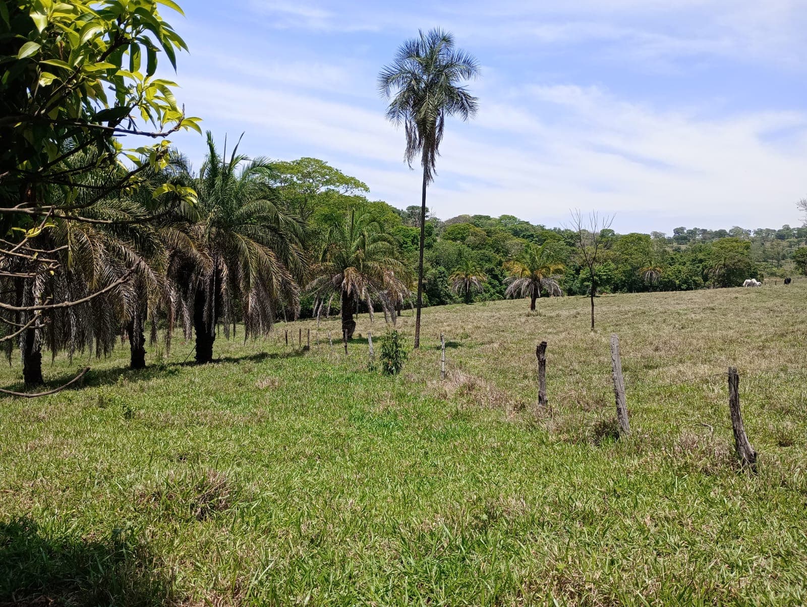 TERRENO - 40.000m² - Hidrolândia - Fazenda Lages