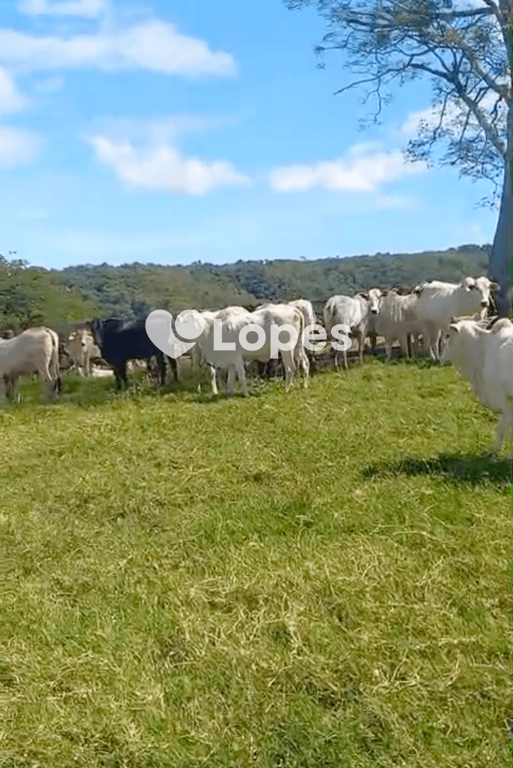 Fazenda Excepcional à Venda em Campina Verde/MG | 100 Alqueires |8 Nascentes |Estrutura Completa
