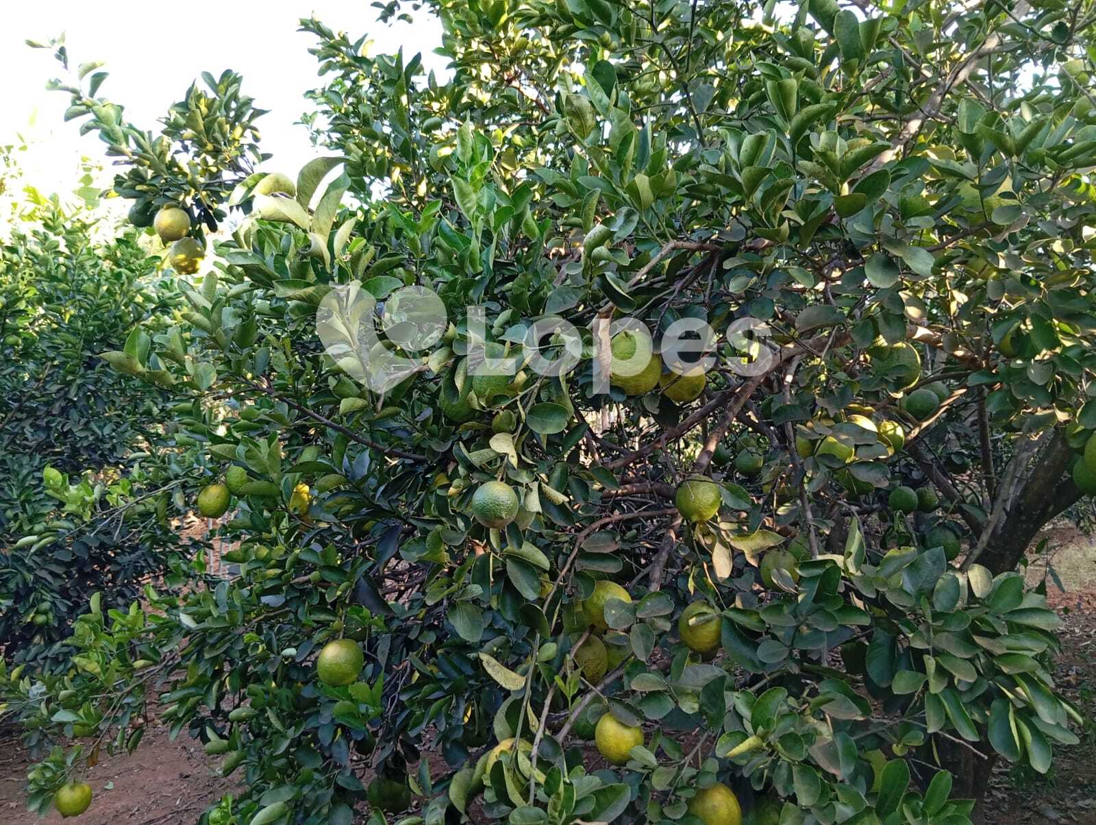 Chácara em Terezópolis | 2 Hectares | Infraestrutura completa
