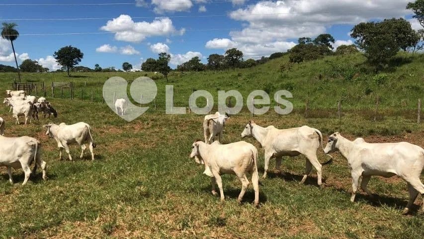 Fazenda em Pilar de Goiás | 32 Alqueires | Abundante em Água e Infraestrutura completa