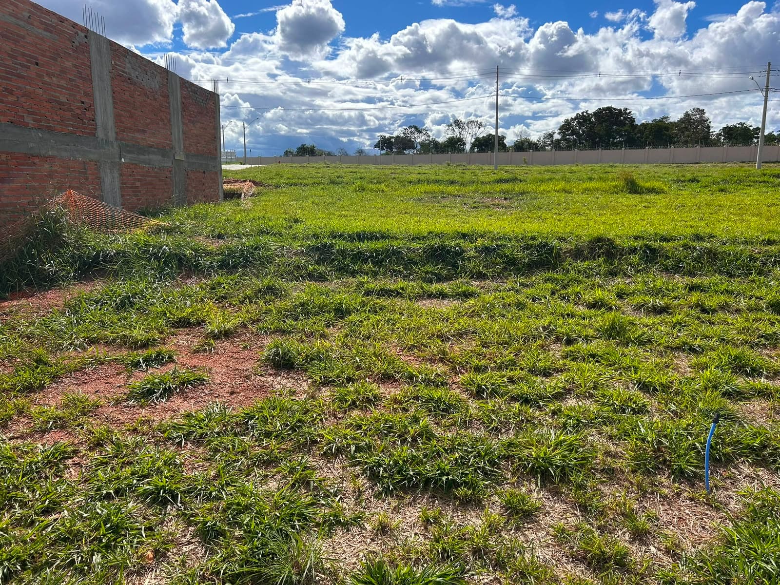 LOTE VINHAS FLAMBOYANT